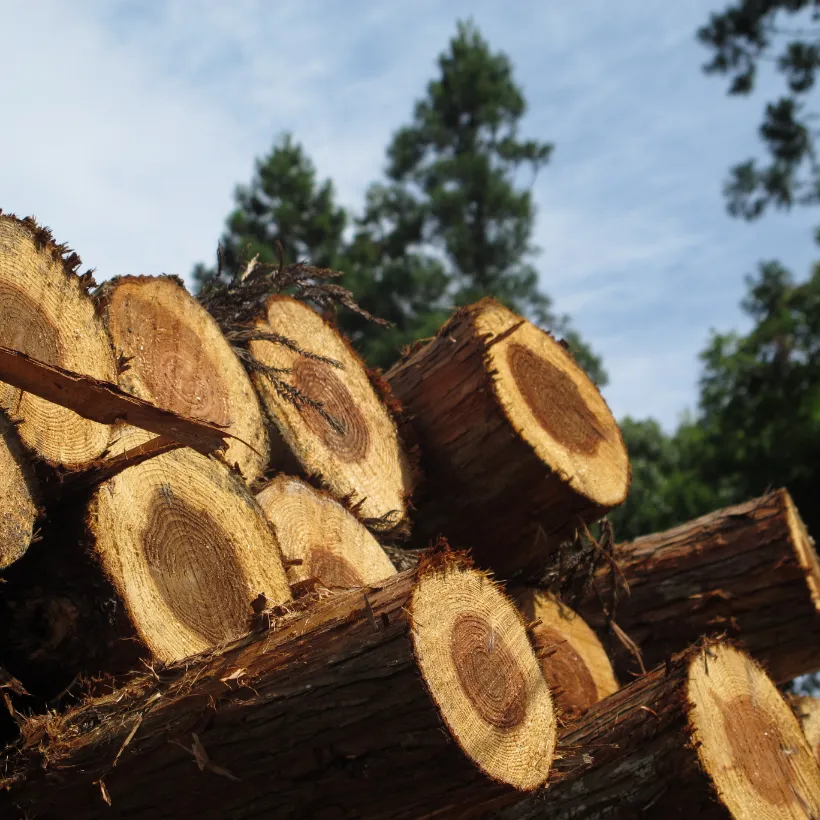 有限な木材資源を持続可能にするために大切なこと